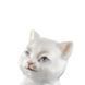 Statuette "Kitten" MEISSEN_900600-78994-1 photo 3