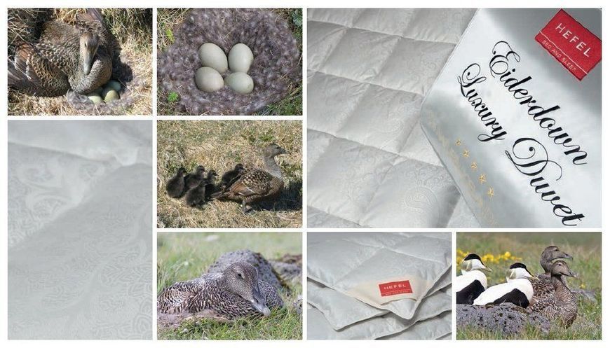 Pillow gagi hefel eiderdown HefelD5751KK-M photo