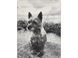 Плед BIEDERLACK Animal Love 1235 GR PIE luli764126 фото 1