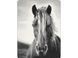 Plaid BIEDERLACK Animal Love 1235 GR SILVER luli764102 photo 1
