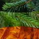 Ароматична свічка з ароматом свіжозрізаної ялини Woodwick Ellipse Fraser Fir 453 г Woodwick_2674203E фото 2